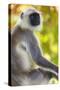 India. Grey langur, Hanuman langur at Bandhavgarh Tiger Reserve-Ralph H. Bendjebar-Stretched Canvas