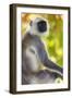 India. Grey langur, Hanuman langur at Bandhavgarh Tiger Reserve-Ralph H. Bendjebar-Framed Photographic Print