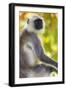 India. Grey langur, Hanuman langur at Bandhavgarh Tiger Reserve-Ralph H. Bendjebar-Framed Photographic Print