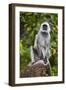 India. Grey langur, Hanuman langur at Kanha Tiger Reserve-Ralph H. Bendjebar-Framed Photographic Print