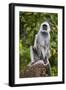 India. Grey langur, Hanuman langur at Kanha Tiger Reserve-Ralph H. Bendjebar-Framed Photographic Print