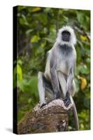 India. Grey langur, Hanuman langur at Kanha Tiger Reserve-Ralph H. Bendjebar-Stretched Canvas