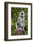 India. Grey langur, Hanuman langur at Kanha Tiger Reserve-Ralph H. Bendjebar-Framed Photographic Print