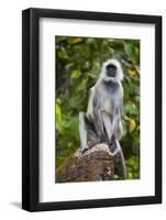 India. Grey langur, Hanuman langur at Kanha Tiger Reserve-Ralph H. Bendjebar-Framed Photographic Print