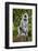 India. Grey langur, Hanuman langur at Kanha Tiger Reserve-Ralph H. Bendjebar-Framed Photographic Print