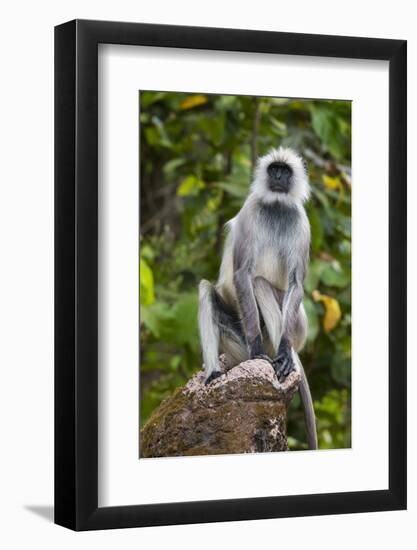 India. Grey langur, Hanuman langur at Kanha Tiger Reserve-Ralph H. Bendjebar-Framed Photographic Print