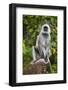 India. Grey langur, Hanuman langur at Kanha Tiger Reserve-Ralph H. Bendjebar-Framed Photographic Print