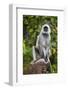 India. Grey langur, Hanuman langur at Kanha Tiger Reserve-Ralph H. Bendjebar-Framed Photographic Print