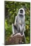 India. Grey langur, Hanuman langur at Kanha Tiger Reserve-Ralph H. Bendjebar-Mounted Photographic Print