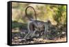 India. Grey langur, Hanuman langur at Kanha Tiger Reserve-Ralph H. Bendjebar-Framed Stretched Canvas