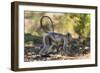 India. Grey langur, Hanuman langur at Kanha Tiger Reserve-Ralph H. Bendjebar-Framed Photographic Print