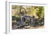 India. Grey langur, Hanuman langur at Kanha Tiger Reserve-Ralph H. Bendjebar-Framed Photographic Print