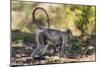 India. Grey langur, Hanuman langur at Kanha Tiger Reserve-Ralph H. Bendjebar-Mounted Photographic Print