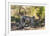 India. Grey langur, Hanuman langur at Kanha Tiger Reserve-Ralph H. Bendjebar-Framed Photographic Print