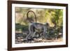 India. Grey langur, Hanuman langur at Kanha Tiger Reserve-Ralph H. Bendjebar-Framed Photographic Print