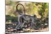 India. Grey langur, Hanuman langur at Kanha Tiger Reserve-Ralph H. Bendjebar-Mounted Photographic Print