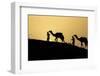 India, Gujarat, Bhuj, Great Rann of Kutch, Tribe. Camels and tribesmen-Ellen Goff-Framed Photographic Print