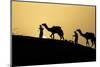 India, Gujarat, Bhuj, Great Rann of Kutch, Tribe. Camels and tribesmen-Ellen Goff-Mounted Photographic Print