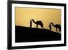 India, Gujarat, Bhuj, Great Rann of Kutch, Tribe. Camels and tribesmen-Ellen Goff-Framed Photographic Print