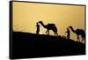 India, Gujarat, Bhuj, Great Rann of Kutch, Tribe. Camels and tribesmen-Ellen Goff-Framed Stretched Canvas