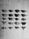 A Collection of Butterflies-India Hobson-Photographic Print