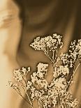 Sepia Coloured Flowers-India Hobson-Photographic Print