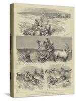 India, Hunting Black Buck with the Cheetah in Baroda-null-Stretched Canvas