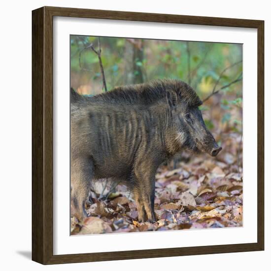 India. Indian boar, Sus scrofa cristatus, at Kanha Tiger reserve.-Ralph H. Bendjebar-Framed Photographic Print
