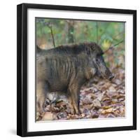 India. Indian boar, Sus scrofa cristatus, at Kanha Tiger reserve.-Ralph H. Bendjebar-Framed Photographic Print