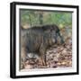 India. Indian boar, Sus scrofa cristatus, at Kanha Tiger reserve.-Ralph H. Bendjebar-Framed Photographic Print