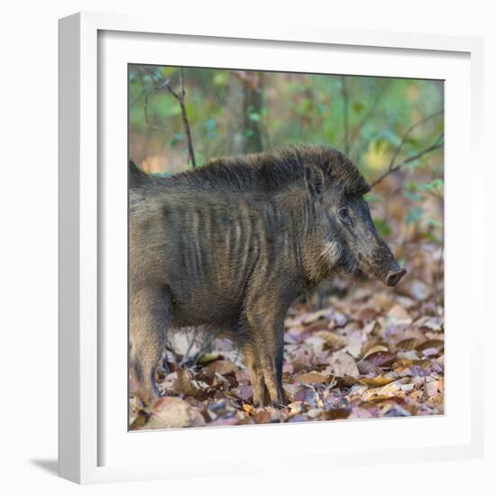 India. Indian boar, Sus scrofa cristatus, at Kanha Tiger reserve.-Ralph H. Bendjebar-Framed Photographic Print