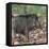 India. Indian boar, Sus scrofa cristatus, at Kanha Tiger reserve.-Ralph H. Bendjebar-Framed Stretched Canvas