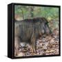 India. Indian boar, Sus scrofa cristatus, at Kanha Tiger reserve.-Ralph H. Bendjebar-Framed Stretched Canvas