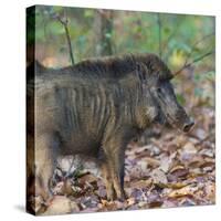 India. Indian boar, Sus scrofa cristatus, at Kanha Tiger reserve.-Ralph H. Bendjebar-Stretched Canvas