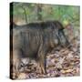 India. Indian boar, Sus scrofa cristatus, at Kanha Tiger reserve.-Ralph H. Bendjebar-Stretched Canvas