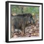 India. Indian boar, Sus scrofa cristatus, at Kanha Tiger reserve.-Ralph H. Bendjebar-Framed Premium Photographic Print