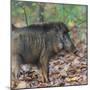 India. Indian boar, Sus scrofa cristatus, at Kanha Tiger reserve.-Ralph H. Bendjebar-Mounted Premium Photographic Print