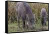 India. Indian boar, Sus scrofa cristatus, at Kanha Tiger reserve.-Ralph H. Bendjebar-Framed Stretched Canvas