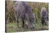 India. Indian boar, Sus scrofa cristatus, at Kanha Tiger reserve.-Ralph H. Bendjebar-Stretched Canvas