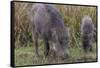 India. Indian boar, Sus scrofa cristatus, at Kanha Tiger reserve.-Ralph H. Bendjebar-Framed Stretched Canvas