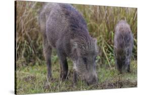 India. Indian boar, Sus scrofa cristatus, at Kanha Tiger reserve.-Ralph H. Bendjebar-Stretched Canvas