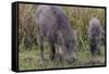 India. Indian boar, Sus scrofa cristatus, at Kanha Tiger reserve.-Ralph H. Bendjebar-Framed Stretched Canvas