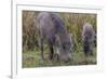 India. Indian boar, Sus scrofa cristatus, at Kanha Tiger reserve.-Ralph H. Bendjebar-Framed Photographic Print