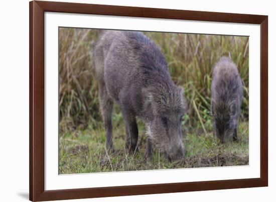 India. Indian boar, Sus scrofa cristatus, at Kanha Tiger reserve.-Ralph H. Bendjebar-Framed Photographic Print