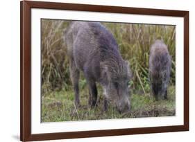 India. Indian boar, Sus scrofa cristatus, at Kanha Tiger reserve.-Ralph H. Bendjebar-Framed Photographic Print