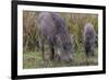 India. Indian boar, Sus scrofa cristatus, at Kanha Tiger reserve.-Ralph H. Bendjebar-Framed Photographic Print