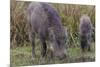 India. Indian boar, Sus scrofa cristatus, at Kanha Tiger reserve.-Ralph H. Bendjebar-Mounted Photographic Print