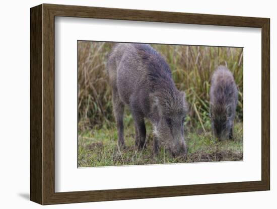 India. Indian boar, Sus scrofa cristatus, at Kanha Tiger reserve.-Ralph H. Bendjebar-Framed Photographic Print