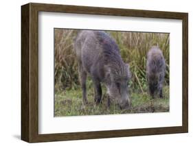 India. Indian boar, Sus scrofa cristatus, at Kanha Tiger reserve.-Ralph H. Bendjebar-Framed Photographic Print