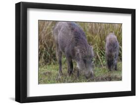 India. Indian boar, Sus scrofa cristatus, at Kanha Tiger reserve.-Ralph H. Bendjebar-Framed Photographic Print